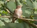 Spotted Flycatcher-212832.jpg